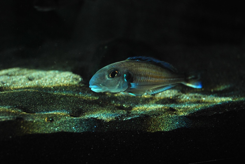 Xenotilapia bathyphilus 'Congo'